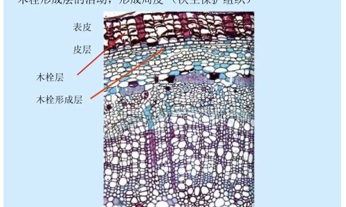 炮姜炭的功效网 - 网站提供炮姜炭的功效与作用小常识、炮姜炭的功效作用与主治