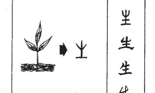 炮姜炭的功效与作用及禁忌-炮姜炭的功效网 - 网站提供炮姜炭的功效与作用小常识、炮姜炭的功效作用与主治